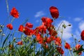 Red blooming wild poppies on a flower meadow against a blue sky in summer in Bavaria Royalty Free Stock Photo