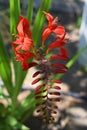 Red Blooming & x27;Lucifer& x27; Crocosmia Flower