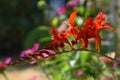 Red Blooming & x27;Lucifer& x27; Crocosmia Flower