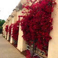 Red blooms on climbing vines on stucco wall