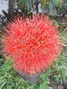 Red blooms flower haemanthus multiflorus