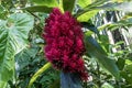 Red blossom, Alpinia purpurata `Tahitian Double` in Hawaii. Green rainforest in background Royalty Free Stock Photo