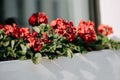 Red blossom flowers in the box near the window Royalty Free Stock Photo