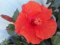 Red blossom of a hibiscus bush Royalty Free Stock Photo