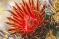 Red Blossom Insect Fishhook Barrel Cactus Blooming Macro