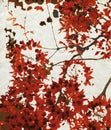 Red blossom print on chalky paper Royalty Free Stock Photo