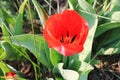 Red blossom tulip garden spring Royalty Free Stock Photo