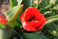 Red blossom tulip garden spring Royalty Free Stock Photo