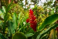 Red blossom, Zingiber, tropical, Caribbean, Dominican Republic Royalty Free Stock Photo