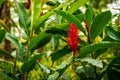 Red blossom, Zingiber, tropical, Caribbean, Dominican Republic Royalty Free Stock Photo