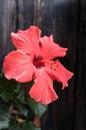 Red blossomed flower on a black