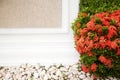 Red blossoming bush next to a white wall with copy space