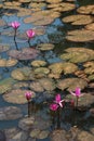 Red blossoming lotus