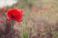 Red blossoming poppy