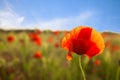 Red blossoming poppy