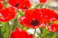 Bright red blooming poppies in the field in the early morning. Royalty Free Stock Photo