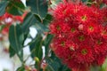 Australian native red flowering gum blossoms, Corymbia ficifolia