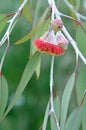 Red blossoms of the Australian native mallee tree Eucalyptus caesia Royalty Free Stock Photo