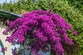 Red Blossoms of Bougainvillea spectabilis, Thessaloniki Royalty Free Stock Photo