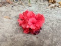 Red blossoms that fall from the tree