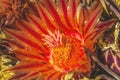 Red Blossoms Fishhook Barrel Cactus Blooming Macro