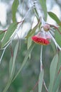 Red blossoms and grey green leaves of the Australian native mallee tree Eucalyptus caesia Royalty Free Stock Photo