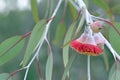 Red blossoms and grey green leaves of the Australian native mallee tree Eucalyptus caesia Royalty Free Stock Photo