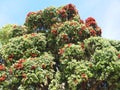 Red blooming Metrosideros excelsa New Zealand christmas tree Royalty Free Stock Photo