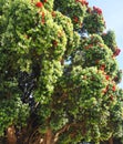 Red blooming Metrosideros excelsa New Zealand christmas tree Royalty Free Stock Photo