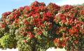 Red blooming Metrosideros excelsa New Zealand christmas tree Royalty Free Stock Photo