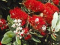 Red blooming Metrosideros excelsa New Zealand christmas tree Royalty Free Stock Photo