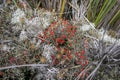 Red blossoms of moss in high altitude of Serra da Mantiqueira (Mantiqueira Mountain Range), Itatiaia, Brazil Royalty Free Stock Photo