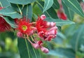 Red blossoms and pink buds of the Australian native flowering gum tree Corymbia ficifolia Wildfire