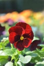 Red Blotch Pansy Royalty Free Stock Photo