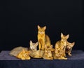 Red and Blue Abyssinian Domestic Cats