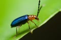 A red and blue beetle oulema melanopus.