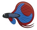 Red Blue Betta Fish Cartoon Color Illustration Royalty Free Stock Photo