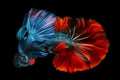 Red and blue betta fish Siamese fighting on black background Royalty Free Stock Photo