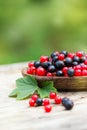 Red and blue black currant in garden Royalty Free Stock Photo