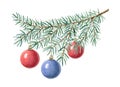 Red and blue Christmas balls ornaments on fir branch watercolor illustration. Green spruce tree with hanging decorations Royalty Free Stock Photo