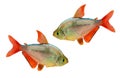 Red-blue Columbian Tetra Hyphessobrycon columbianus aquarium fish isolated Royalty Free Stock Photo