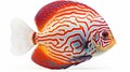 Colorful Discus Fish On White Background: Digitally Enhanced Sketchfab Art