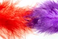 red-blue feathers on a white background Royalty Free Stock Photo