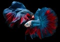 Red and blue fighting fish with flutter waver fins