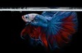 Red and blue fighting fish with flutter waver fins