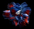 Red and blue fighting fish  with flutter waver fins Royalty Free Stock Photo