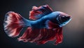 red and blue fish Close up art movement of Betta fish, Siamese fighting fish isolated on black background.