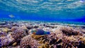 red and blue fish swims near the coral at the bottom of the red sea Royalty Free Stock Photo