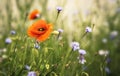 Red and blue flowers Royalty Free Stock Photo