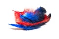 Red and blue fluffy feather on a white background. copy space Royalty Free Stock Photo